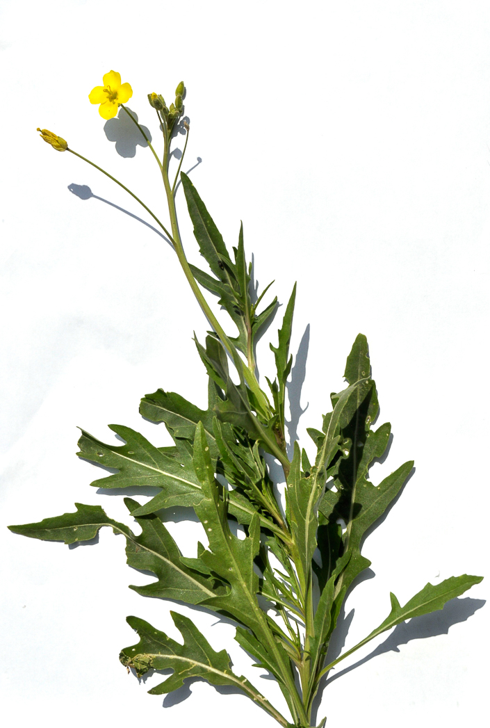 roquette ok_1